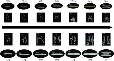 A Comparison of Co-expression Networks in Silk Gland Reveals the Causes of Silk Yield Increase During Silkworm Domestication